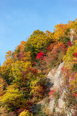 北海道の層雲峡の紅葉