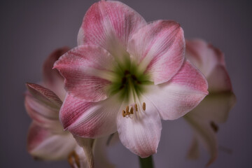 Fototapeta na wymiar vlongo flowers at home