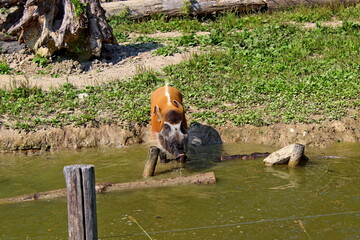 variety of animals at the zoo
