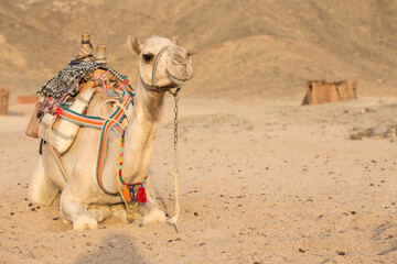 Camel in desert. Egypt.