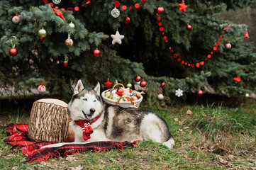 cute siberian husky with christmas scarf on neck sitting on a red blanket. christmas decor on background. Holiday, winter concept. Happy New Year