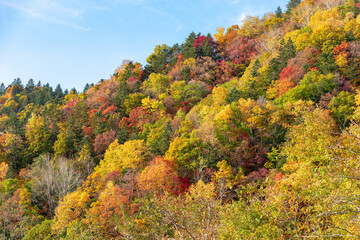 北海道の層雲峡の紅葉