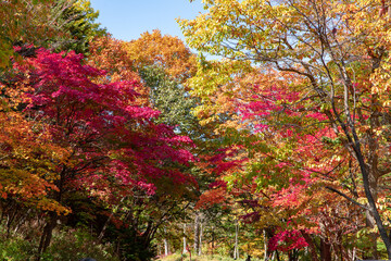 Naklejka premium 北海道の層雲峡の紅葉