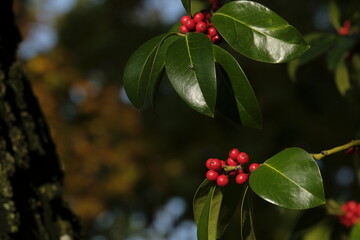 ilex aquifolium in the botanic garden in Geneva, Switzerland