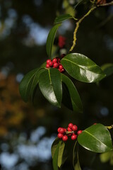 ilex aquifolium in the botanic garden in Geneva, Switzerland