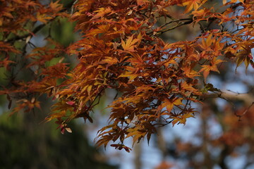 autumn foliage of the Beautiful, vibrant Autumn leaves on the Liquidambar tree, commonly called sweetgum gum, redgum, satin-walnut, or American storax in a park in Geneva, Switzerland