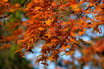 autumn foliage of the Beautiful, vibrant Autumn leaves on the Liquidambar tree, commonly called sweetgum gum, redgum, satin-walnut, or American storax in a park in Geneva, Switzerland