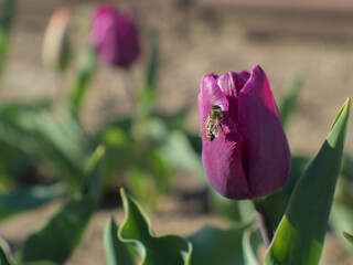 bee on pink flower