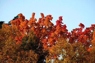 Fototapeta premium autumn foliage of the Beautiful, vibrant Autumn leaves on the Liquidambar tree, commonly called sweetgum gum, redgum, satin-walnut, or American storax in a park in Geneva, Switzerland