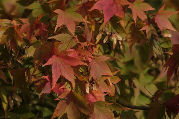 autumn foliage of the Beautiful, vibrant Autumn leaves on the Liquidambar tree, commonly called sweetgum gum, redgum, satin-walnut, or American storax in a park in Geneva, Switzerland