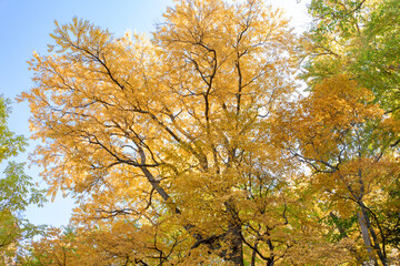 北海道の層雲峡の紅葉