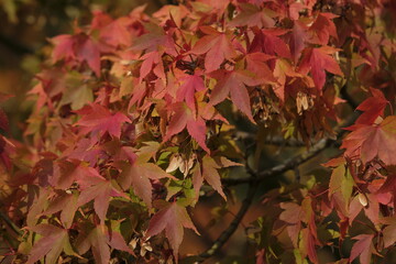 autumn foliage of the Beautiful, vibrant Autumn leaves on the Liquidambar tree, commonly called sweetgum gum, redgum, satin-walnut, or American storax in a park in Geneva, Switzerland