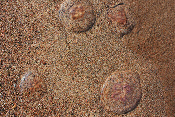 Transparent jellyfish lies on the seashore