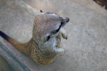variety of animals at the zoo
