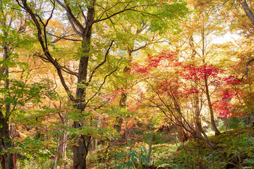 北海道の層雲峡の紅葉