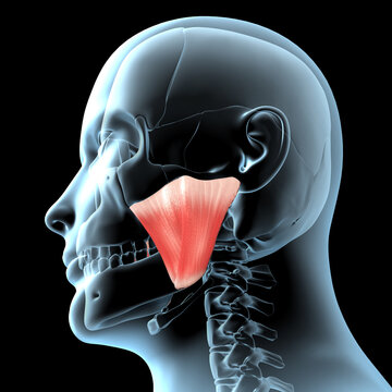3d Illustration of the Masseter Muscles Anatomical Position on Xray Body
