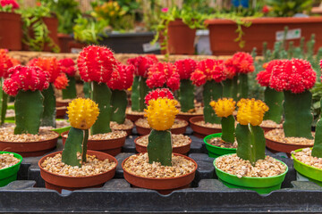 The group of blossoming decorative red cactuses in a row