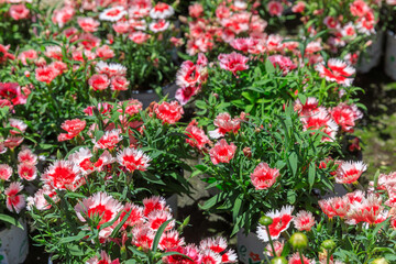The flowered pink and red carnations