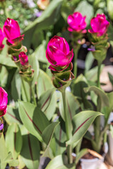 Pink curcuma flower