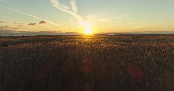Golden reed field and grass meadow on sea coast at sunset aerial view