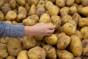 Woman is holding the potato to buy