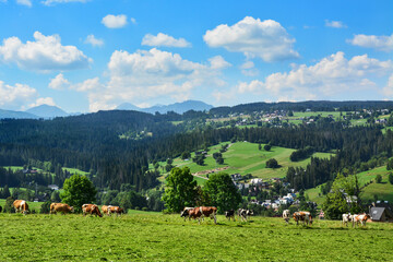 Fototapeta na wymiar cows in the meadow and Tatra Mountains in Poland, beautiful landscape