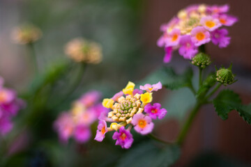 The petal of a purple and yellow flower.