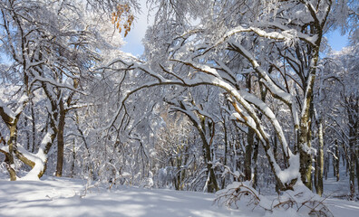 forest in a snow at the bright day, winter outdoor scene