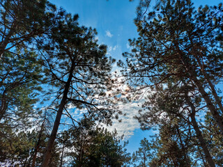 trees and sky