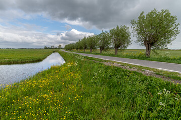 Lane with pollard willows in springtime with a blue sky with white clouds , grass and yellow flowers in the roadside