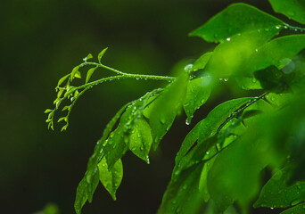 Leaf