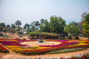 Obraz premium flower garder winter in Thailand 