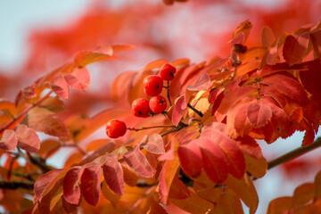 Red rowen berries and red leaves on the branch close up image. Autumn nature, beautiful plants. Sorbus aucuparia.