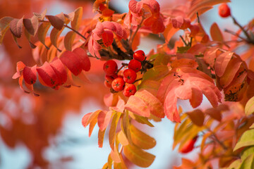 Red rowen berries and red leaves on the branch close up image. Autumn nature, beautiful plants. Sorbus aucuparia.