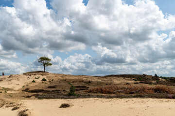 Fototapeta na wymiar tree in the sand landscape with beautiful summer sky