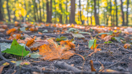 yellow fallen leaves in the park, blurry background