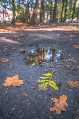 yellow fallen leaves in the park, blurry background