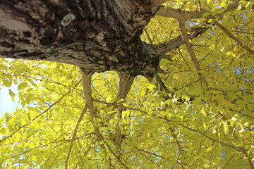 秋晴れに色ずく銀杏