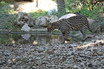 variety of animals at the zoo