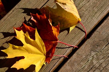 Yellow and red maple leaves on a wooden park bench, closeup, autumn landscape, copy space