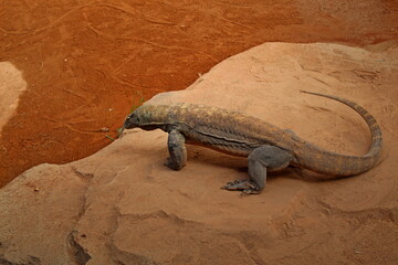 variety of animals at the zoo