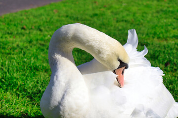Schwan