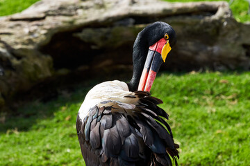 Beautiful close up portrait of Saddle-billed stork using its amazing beak to clean its plumage in a zoo in Valencia, Spain