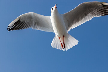 Möwe fliegt im blauem Himmel