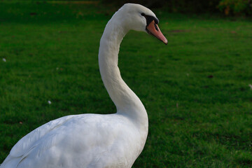 Schwan