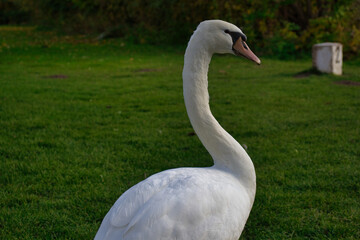 Schwan