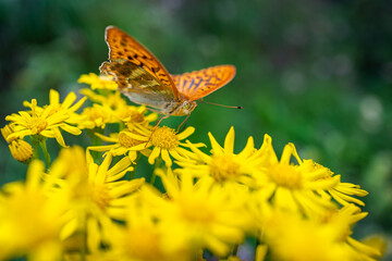 Papillon sur fleurs d'été