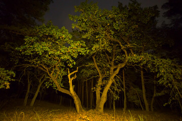 oak tree in a autumn forest, night outdoor scene