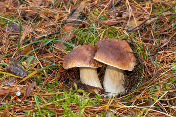 Fototapeta premium Boletus edulis, comúnmente conocido como cep, penny bun, porcino o porcini, es un hongo comestible muy buscado. Seta encontrada en un hermoso bosque de pinos en otoño en Madrid, España.