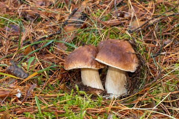 Boletus edulis, comúnmente conocido como cep, penny bun, porcino o porcini, es un hongo comestible muy buscado. Seta encontrada en un hermoso bosque de pinos en otoño en Madrid, España.